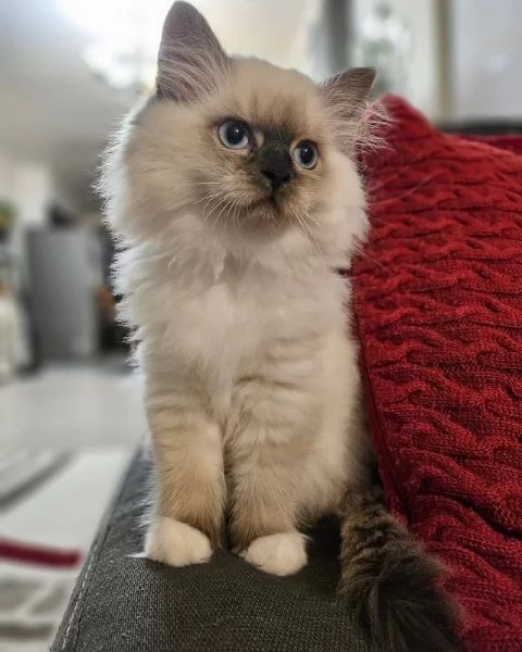 Gatti Ragdoll sani