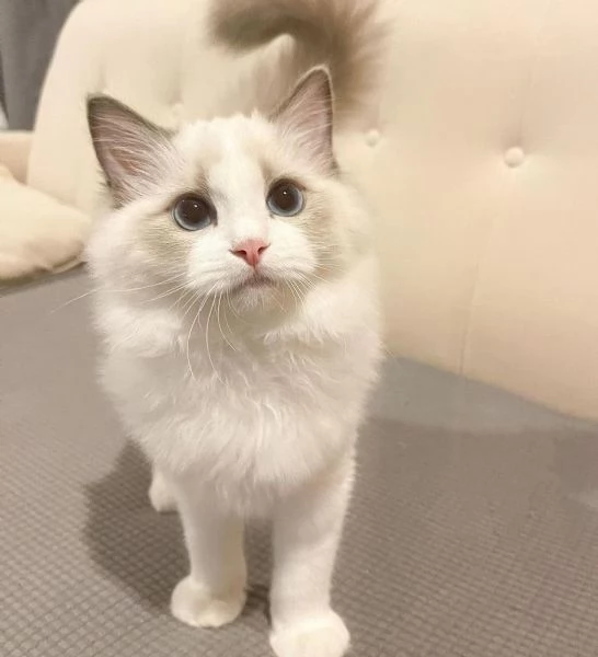 Disponibili bellissimi gatti Ragdoll