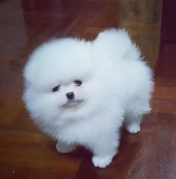 cucciolo maschio di Pomerania