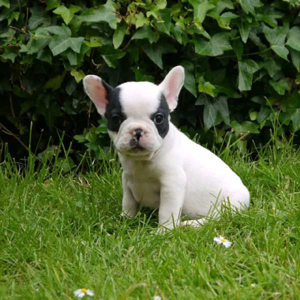 Curious George - Cuccioli di bulldog francese per una nuova casa a Ronks, PA