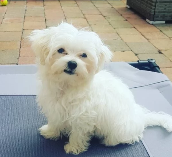 Bellissimi cuccioli di maltese