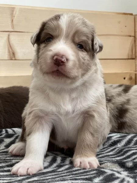 Cuccioli di Border collie  | Foto 5