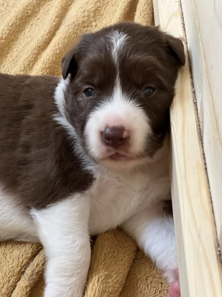 Cuccioli di Border collie  | Foto 1