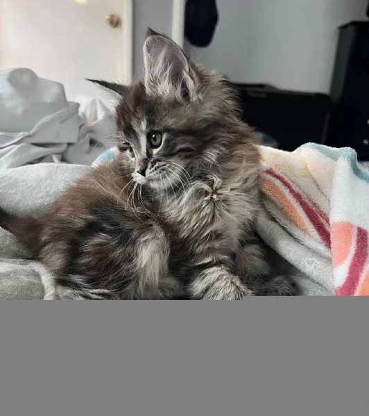 Maine Coon disponibili | Foto 0