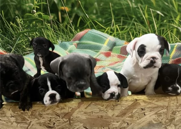 Cuccioli di bulldog francese  | Foto 6