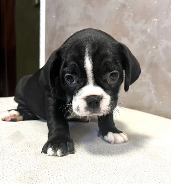 Cuccioli di bulldog francese  | Foto 1