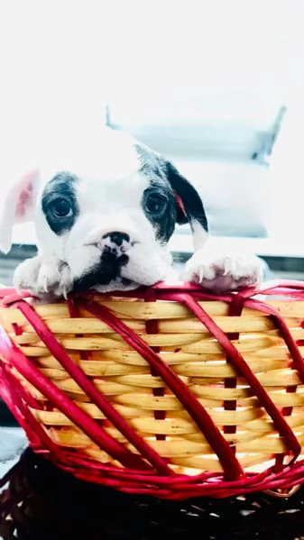 Cuccioli di bulldog francese  | Foto 0