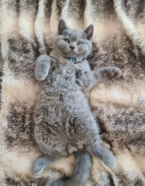 bellissimi gatti  puro Blue British Shorthair