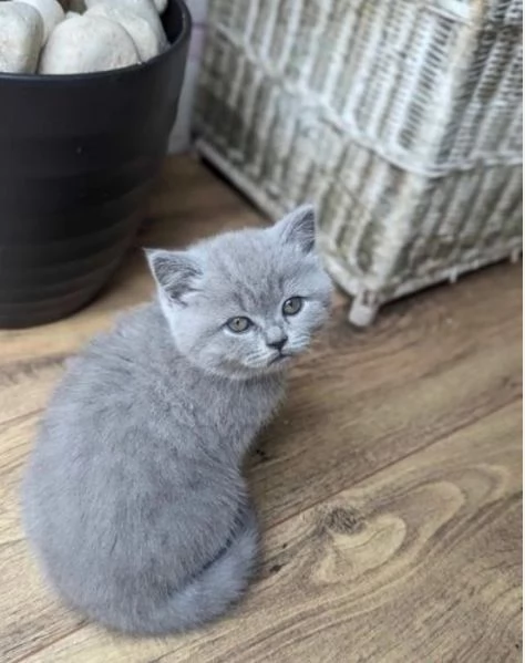 bellissimi gatti  puro Blue British Shorthair | Foto 1