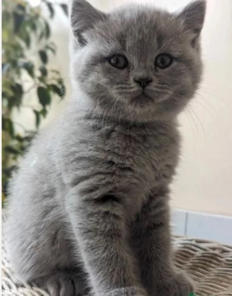 bellissimi gatti  puro Blue British Shorthair | Foto 2