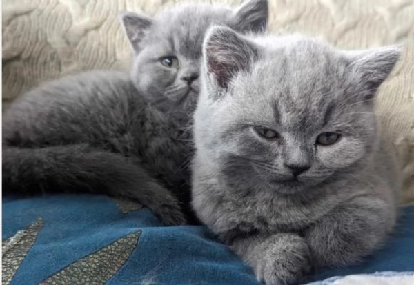 bellissimi gatti  puro Blue British Shorthair