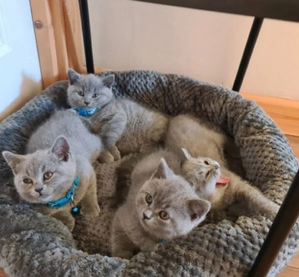 bellissimi gatti  puro Blue British Shorthair | Foto 1