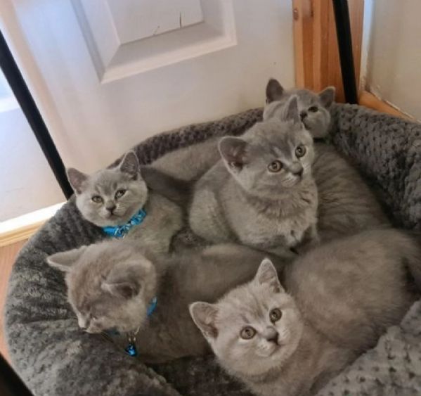 bellissimi gatti  puro Blue British Shorthair | Foto 0