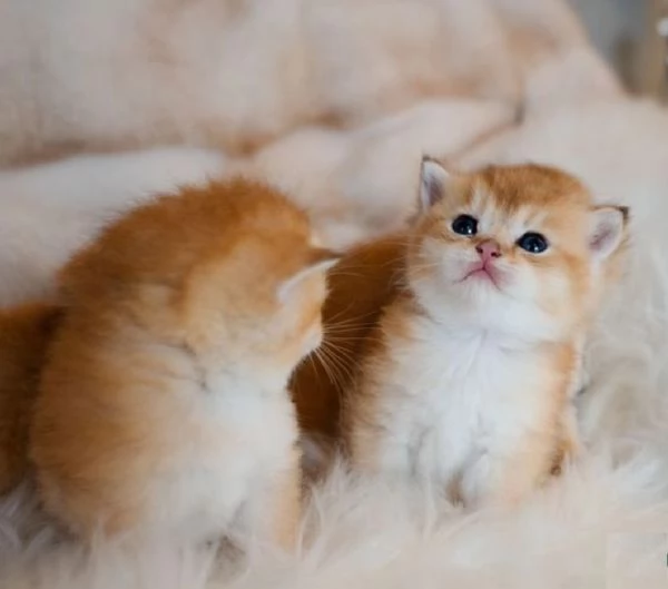 in adozione dei bellissimi gatti   puro Blue British Shorthair