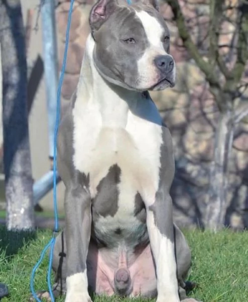 Cuccioli di Amstaff blue | Foto 5