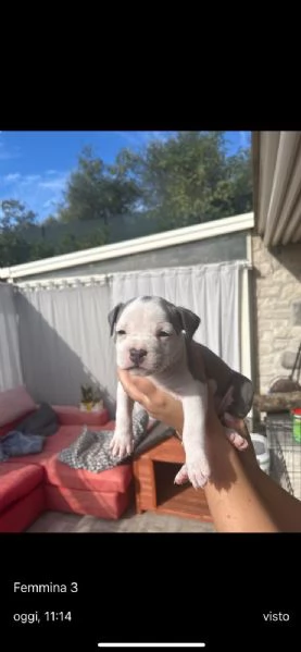 Cuccioli di Amstaff blue | Foto 3