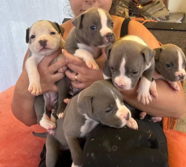 Cuccioli di Amstaff blue | Foto 1