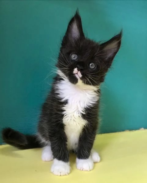 Disponibili simpatici gatti del Mainecoon