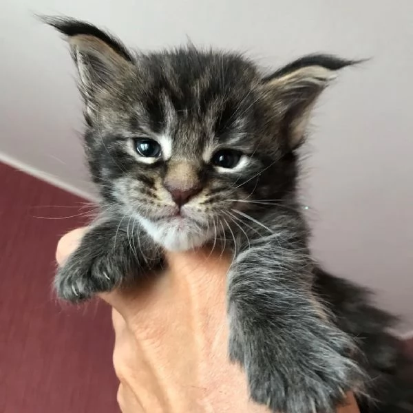 Gatti Mainecoon sani