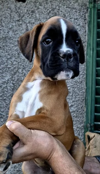 Cucciolata stupenda di boxer