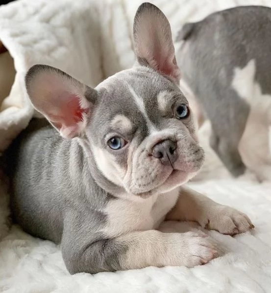 nostri cuccioli di bulldog francese in adozione  | Foto 1