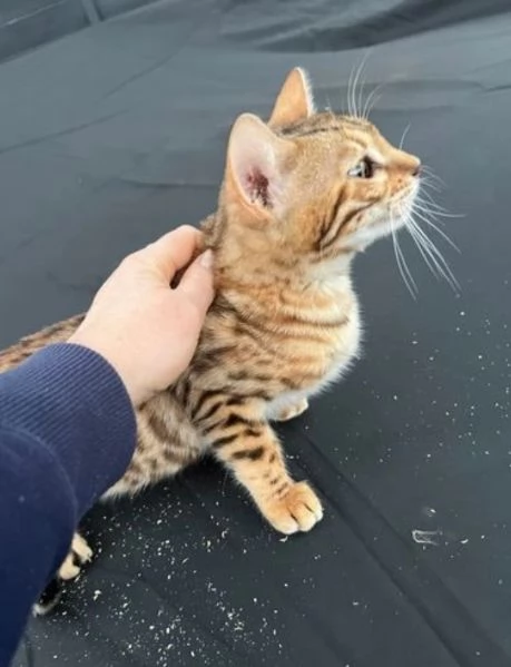 Abbiamo 3 gattini Bengala da adottare. | Foto 3