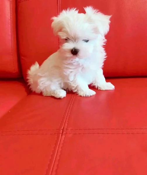 Maltese toy cuccioli