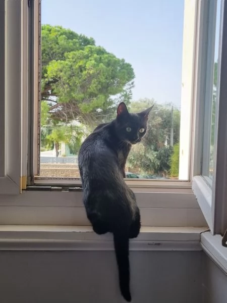 Gatto in cerca di casa | Foto 1