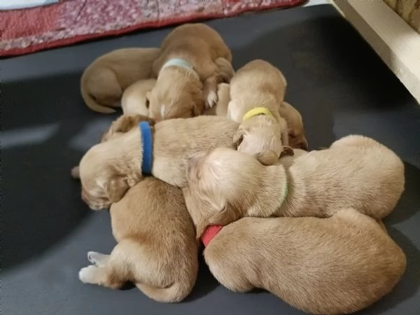 Cuccioli golden retriever con pedigree 