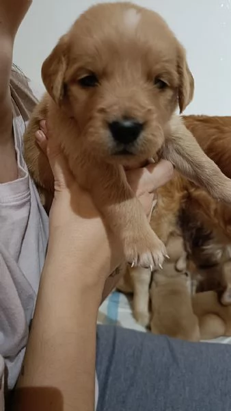 Cuccioli di Golden retriever con pedigree 