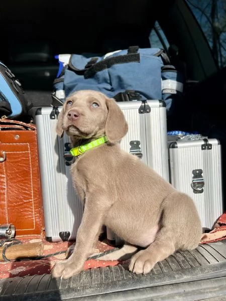 Cuccioli Weimaraner  | Foto 1