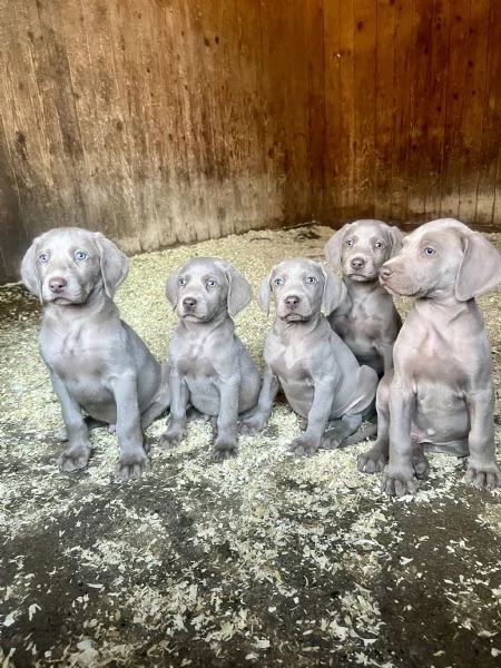 Cuccioli Weimaraner  | Foto 0