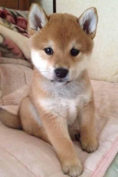 Cuccioli di Shiba Inu