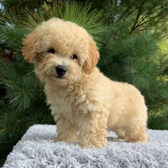 REGALO barboncino cuccioli Adorabili cuccioli di Poodle standart femminucce e maschietti disponibili