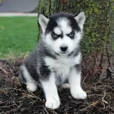 Disponibili cuccioli di Husky