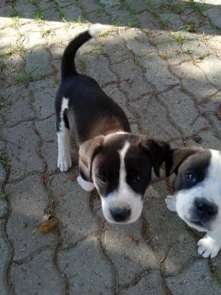 SEI CUCCIOLI DOLCI E TRANQUILLI, 2 MASCHI E 4 FEMMINE CERCANO UNA CASA | Foto 3