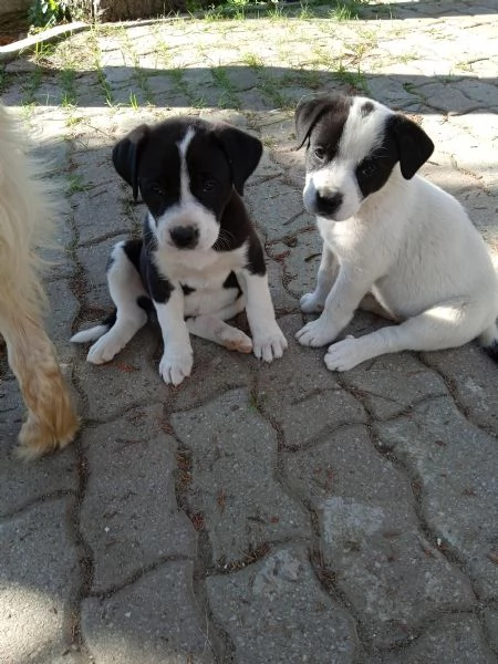 SEI CUCCIOLI DOLCI E TRANQUILLI, 2 MASCHI E 4 FEMMINE CERCANO UNA CASA | Foto 1