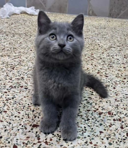 Gattini British Shorthair