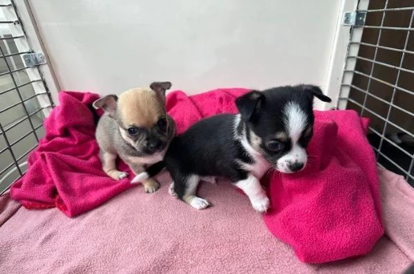 Regalo Bellissimo Chihuahua tradizionale | Foto 2