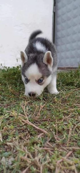 Regalo Bellissimo Husky tradizionale | Foto 0