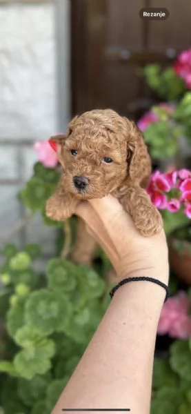 Cuccioli di barboncino toy e mini | Foto 5