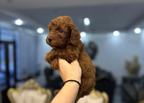 Cuccioli di barboncino toy e mini | Foto 1