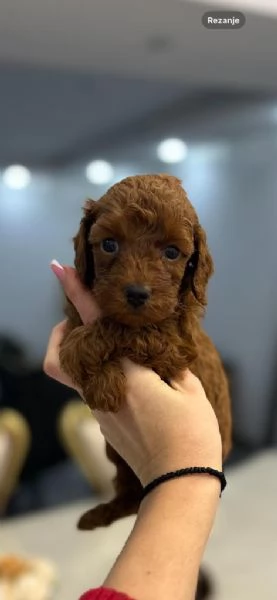 Cuccioli di barboncino toy e mini | Foto 0