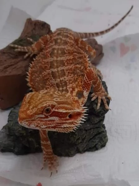 Pogona orange | Foto 1