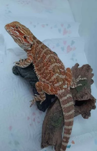 Pogona orange | Foto 0