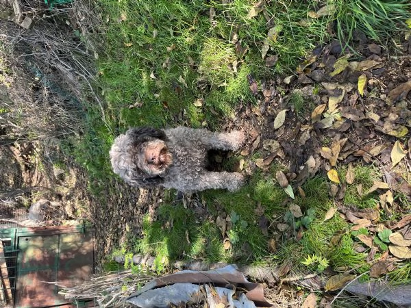 Cuccioli lagotto romagnolo 