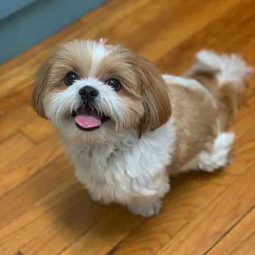 Regalo Bellissimi cuccioli allevati Shih-tzu, colore bianco e nero. Due e una feminuccia Maschietti.