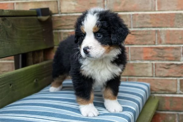 Simpatici cuccioli di montagna bernese 