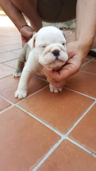 Regalo cuccioli di bulldog inglese femminucce e maschietti 