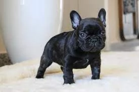 regalo Bouledogue Francese disponibili..